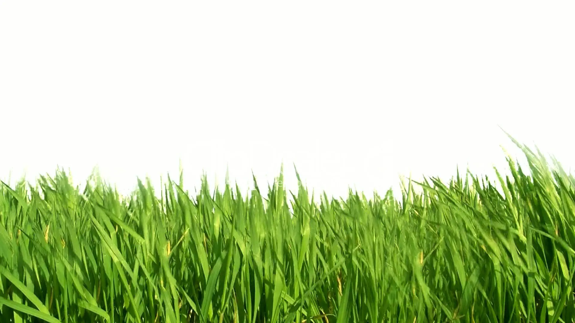 4--1758844-grass.webp