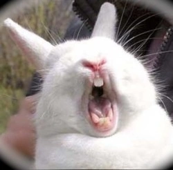 6c6b4ab9f34fa13d1990d18c664d3b0e--whitney-houston-funny-bunnies.webp