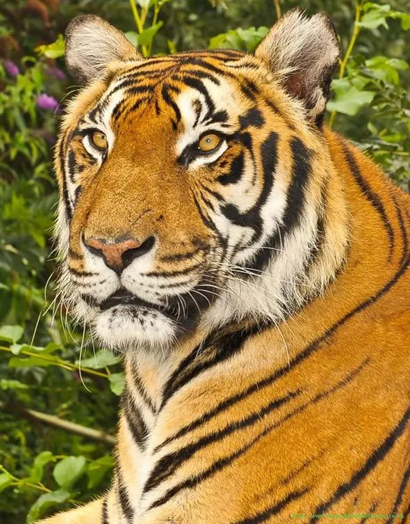 Bengal-tiger-Rana-936410.webp