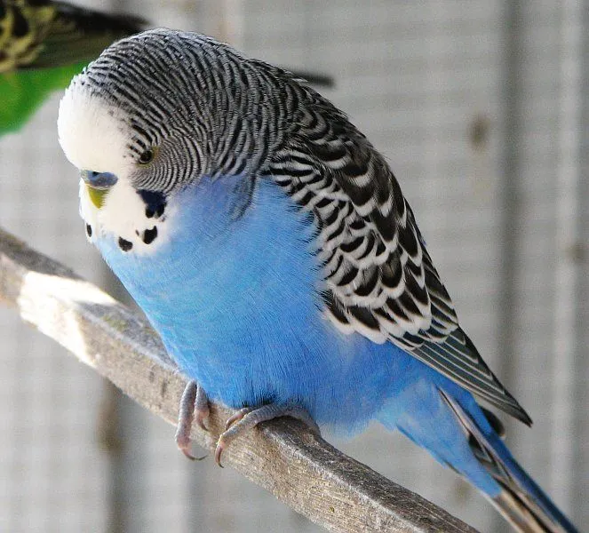 Blue_male_budgie.webp