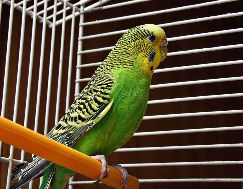 budgie_in_cage_green_female.webp