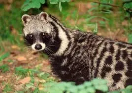 civet.webp