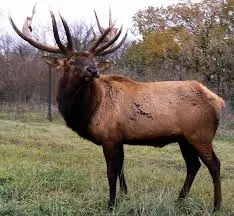 elk.jpeg