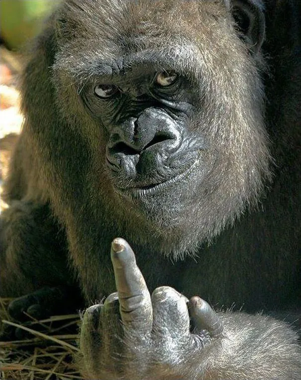 gorilla-middle-finger-bob-pitchford-bristol-zoo-1.webp