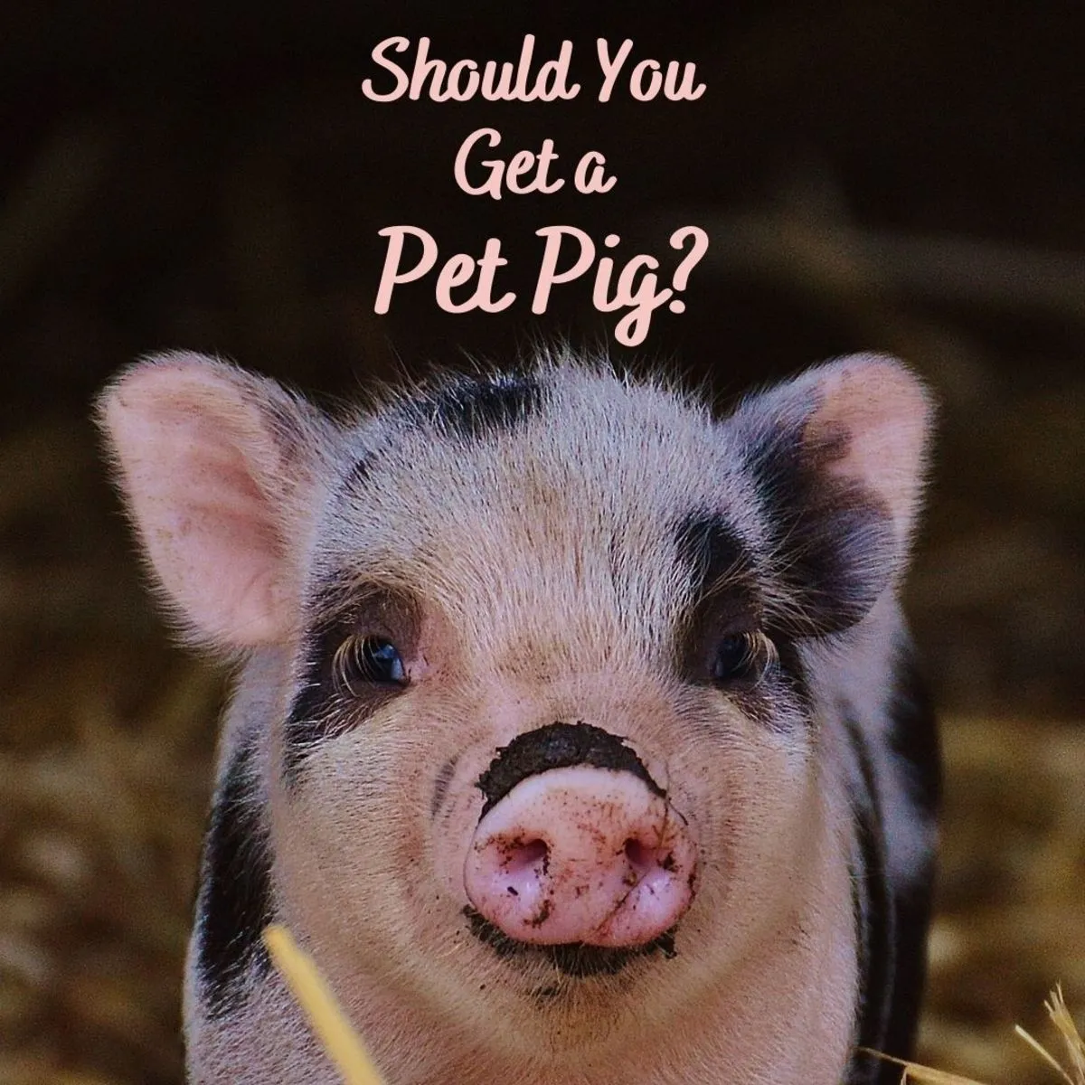 how-to-decide-if-a-pet-pig-is-right-for-you.webp