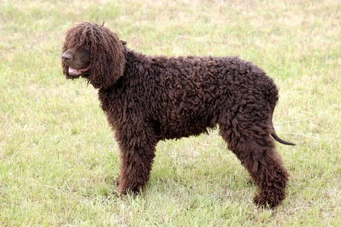 irish-water-spaniel-1.webp