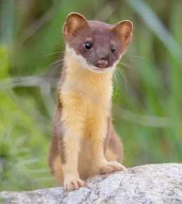 long-tailed-weasel-picture-for-identification.jpg