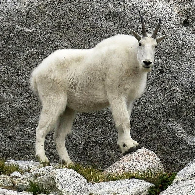 Mountain_Goat,_Enchantments_Basin.webp