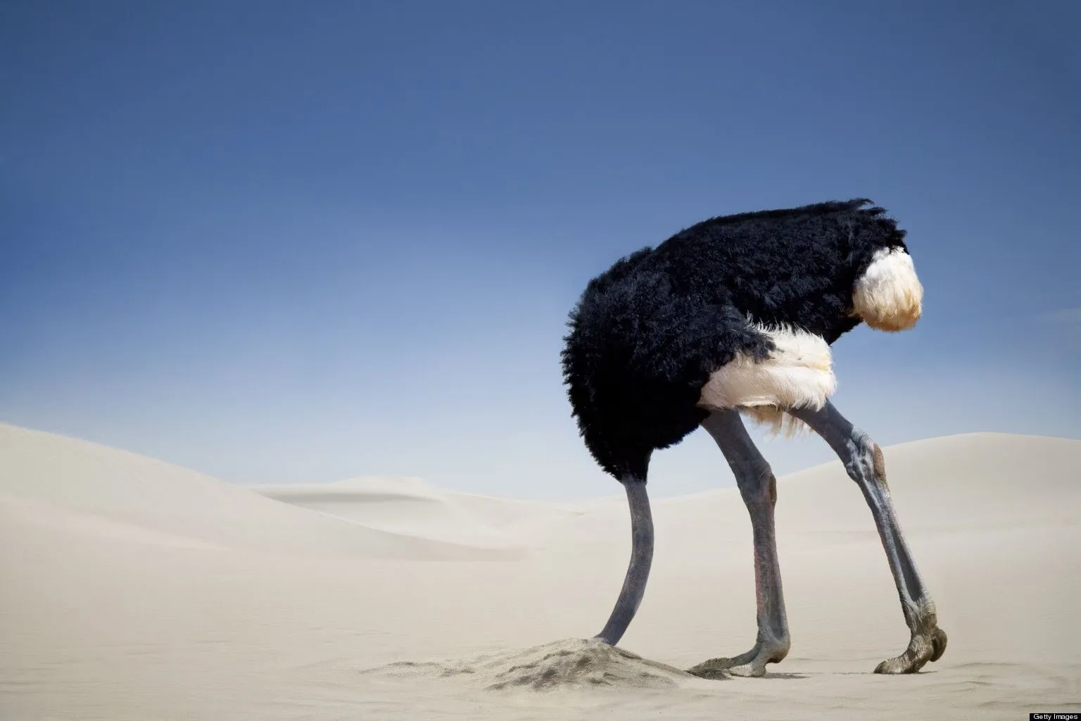 ostrich-head-in-sand.webp