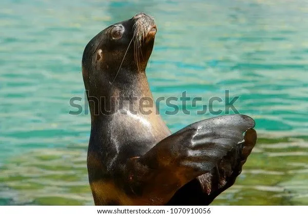 patagonian-sea-lion-claps-hands-600w-1070910056.jpg