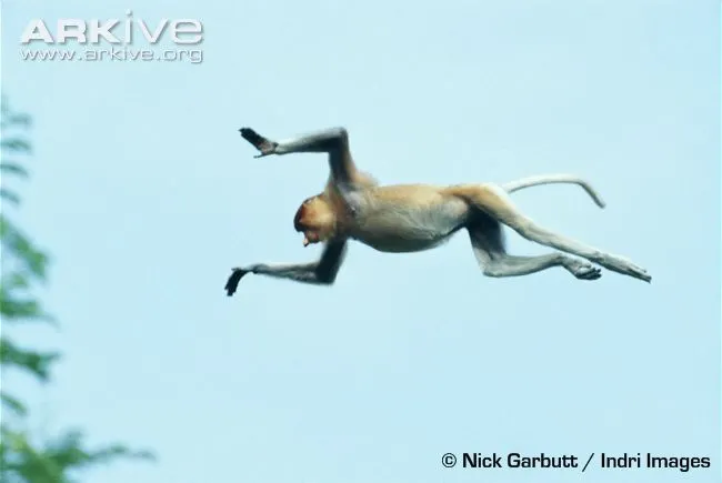 Proboscis-monkey-jumping-from-tree-to-tree.webp