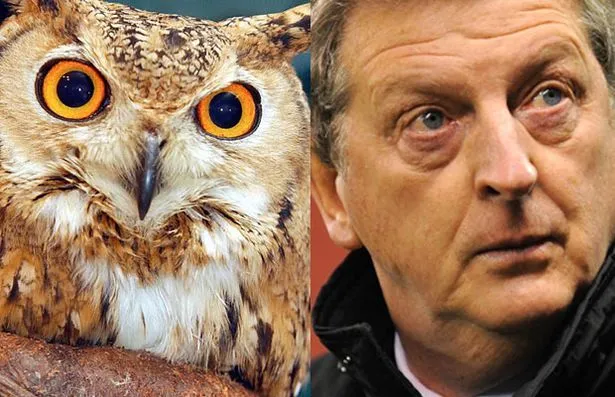 Roy and the Owl.jpeg.webp