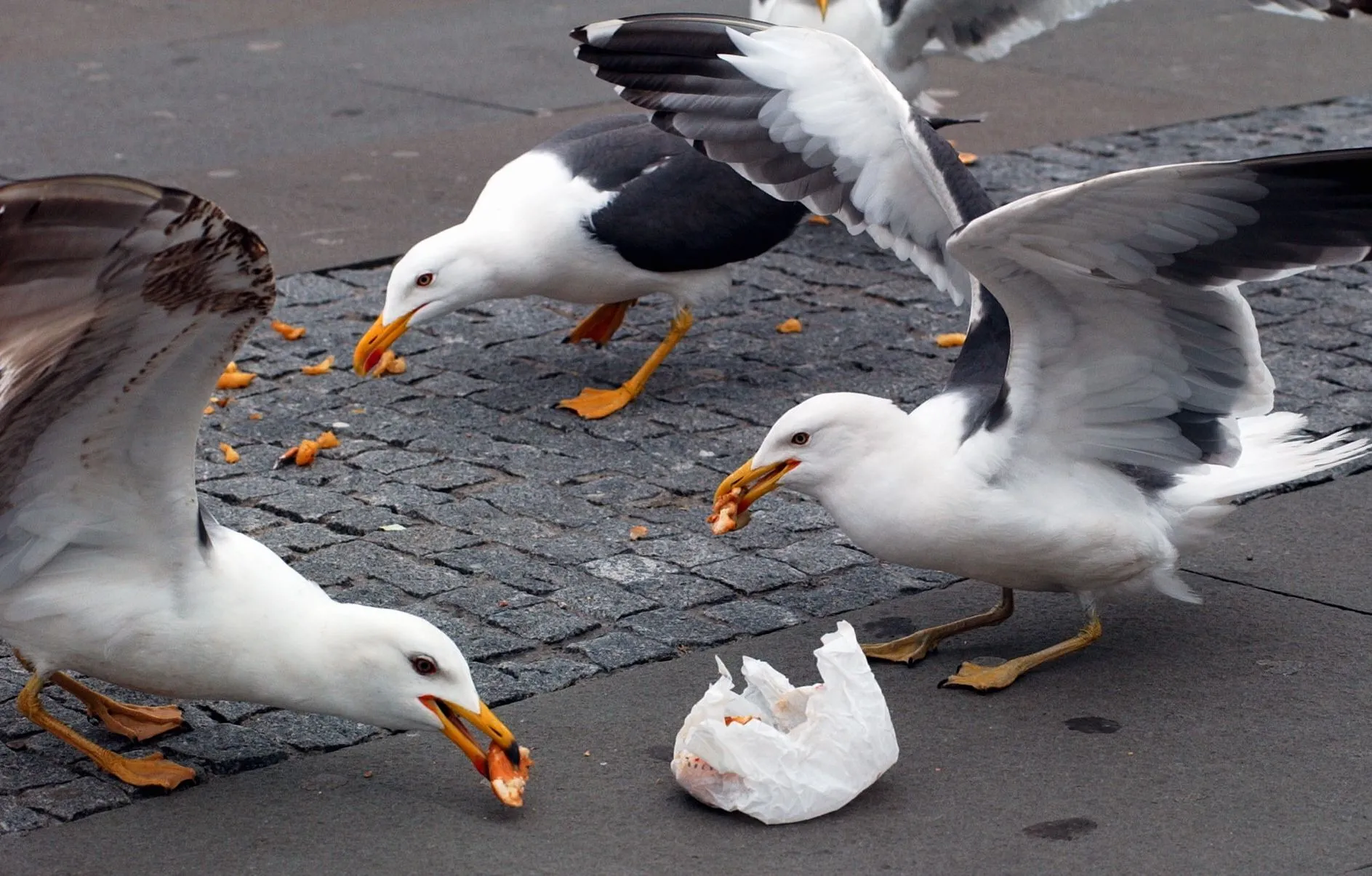 Some Gulls.webp