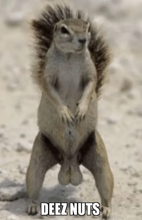 squirrel-deez-nuts.webp