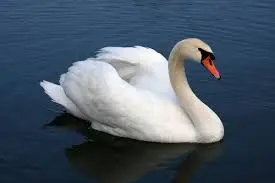 swan.webp