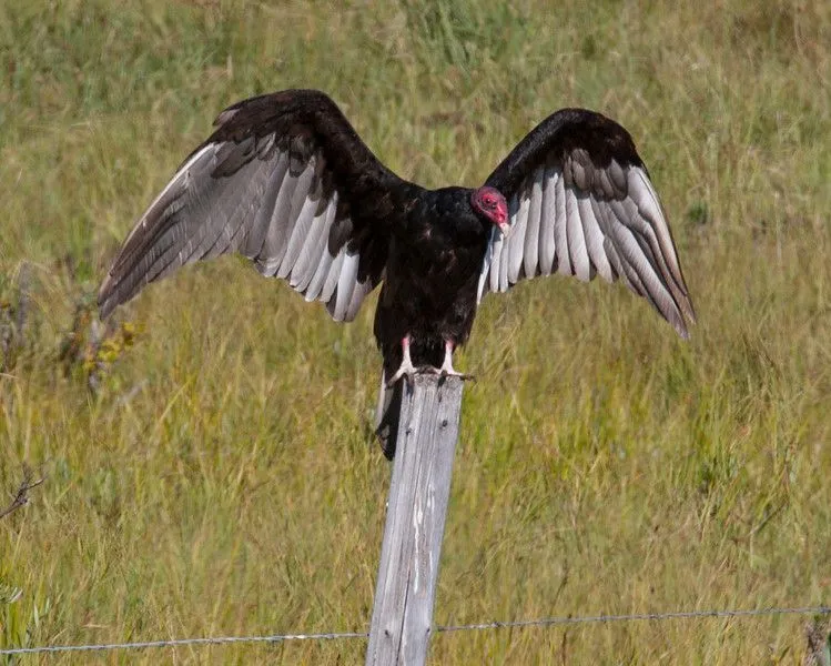 TurkeyVulture_133303-L.webp