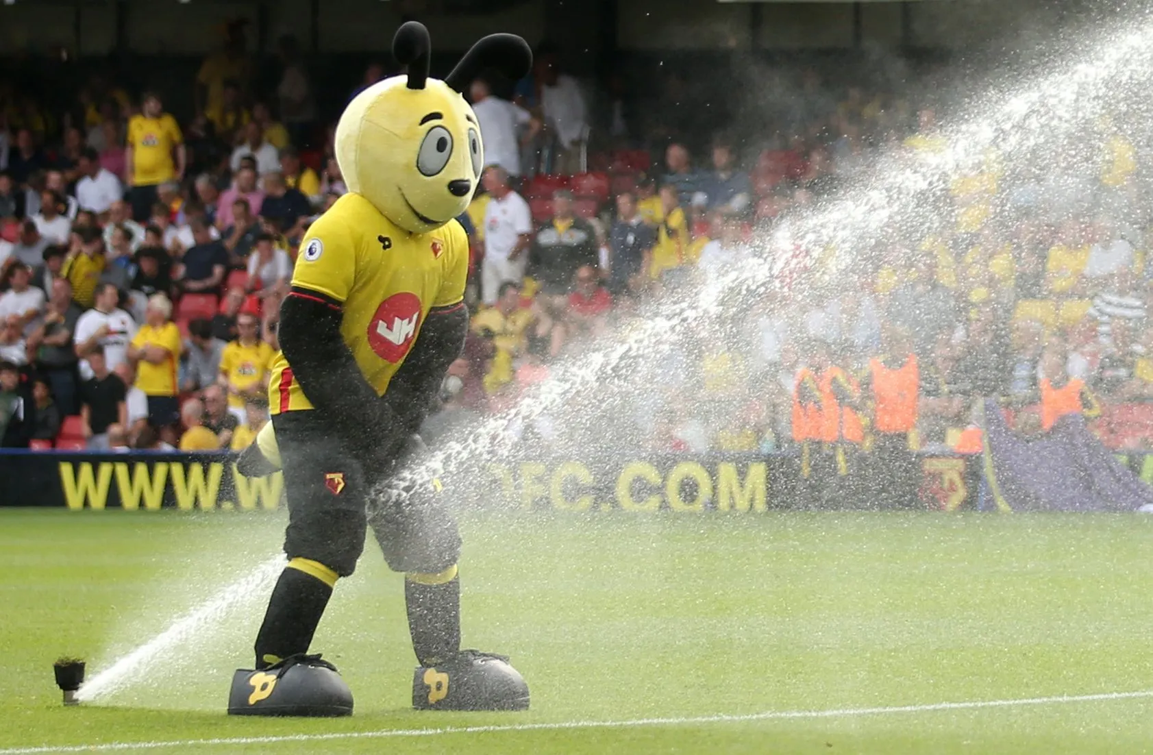 watford-mascot.webp