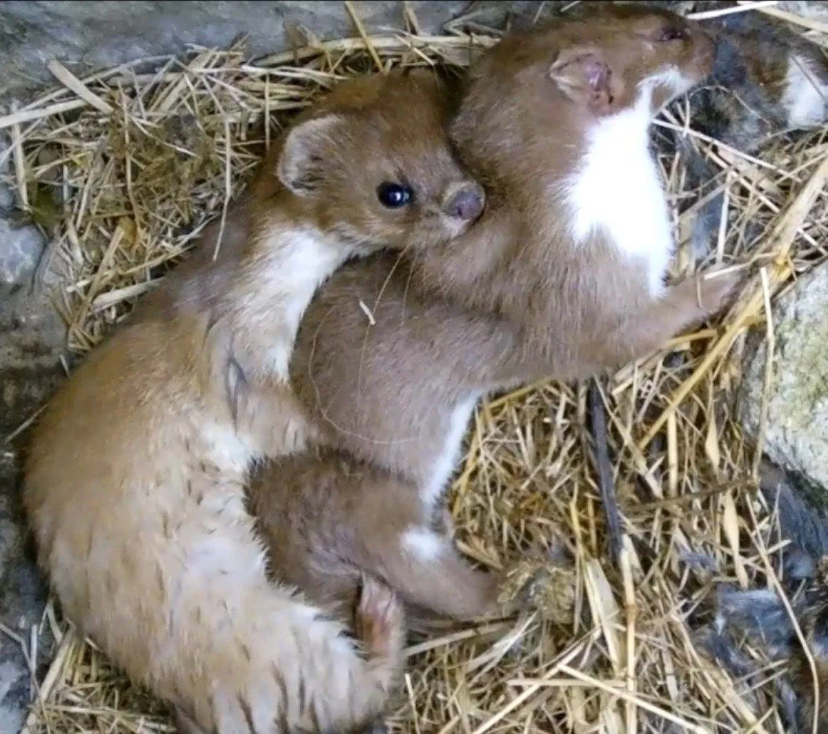 Weasel-Mating-Mac-Teasel-Screen-Grab-2-1200.webp