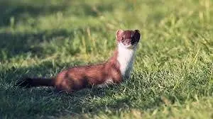 weasel.webp