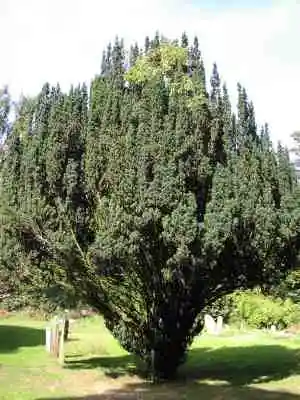 yew-tree.webp