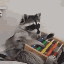 math-raccoon.gif