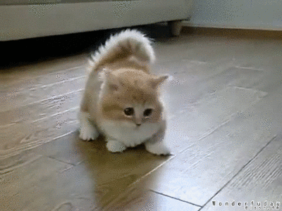 fluffy_confused_kitten_gif_3_by_wonderfuday-d51jxyi.gif