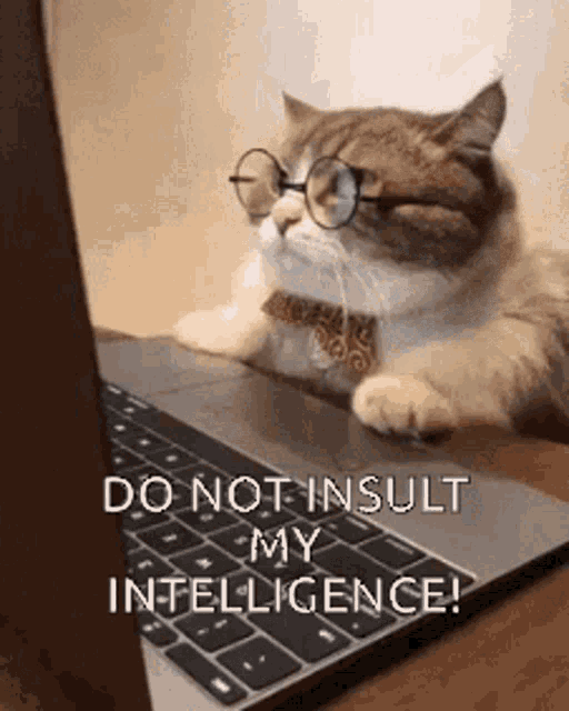 clever-cat.gif