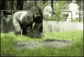 gorilla-poo.gif