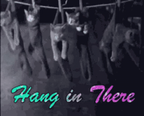 hanging-in-there.gif