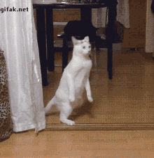 catwalk-curious-cat.gif