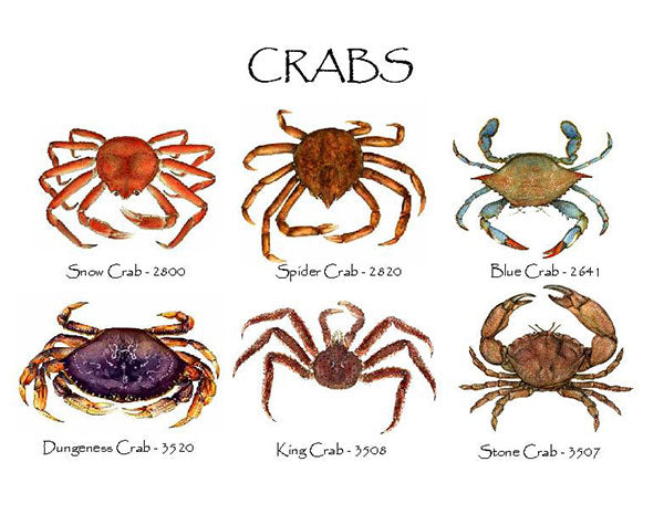 crab-note-cards-2604_ea22e517-4aa1-4560-a7e6-43b136862202.jpg