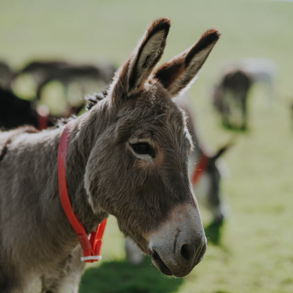 donkey-alert-in-field.jpg